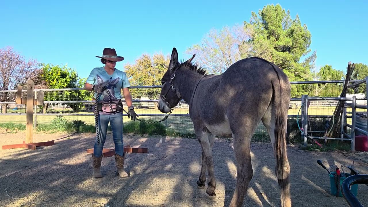 Rasping Pablo's hooves 3/3