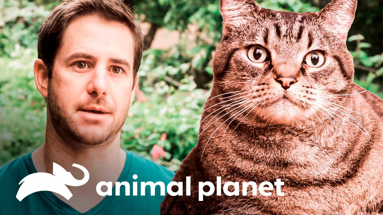 ¡Este gato es realmente obeso! | Kilos de Mascotas | Animal Planet Brasil