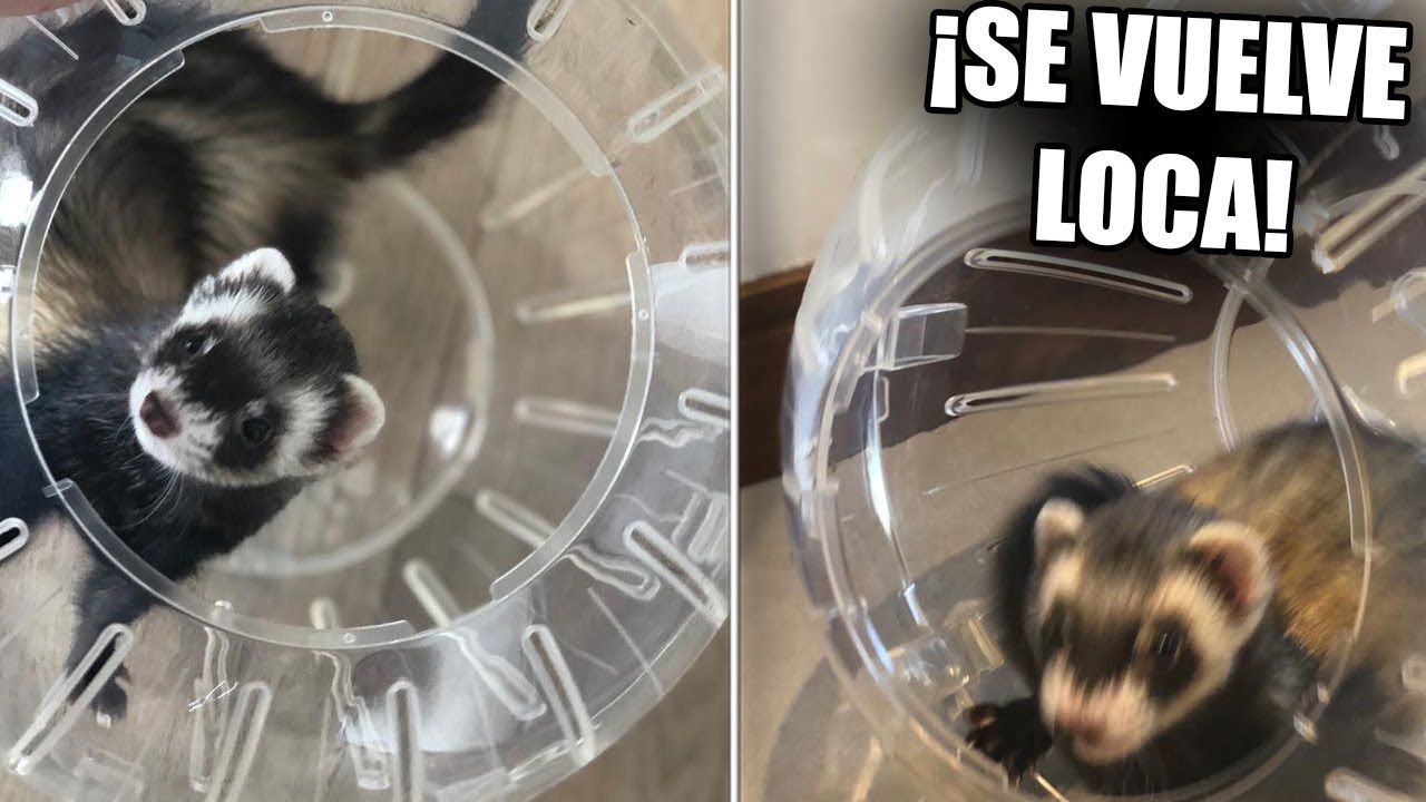 SORPRESA A LA BEBÉ CON UNA BOLA GIGANTE **SE VUELVE LOCA**