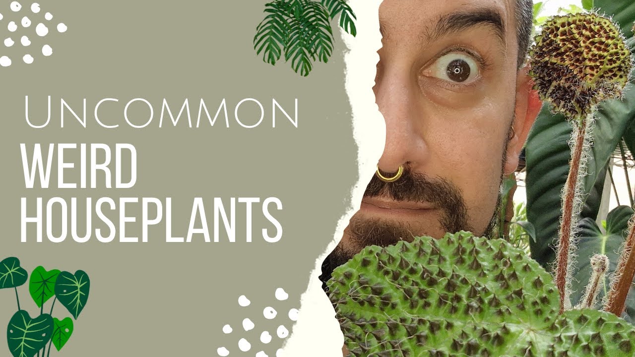 Uncommon Weird Houseplants | Unique Plants to add to your collection | Not the usual aroids