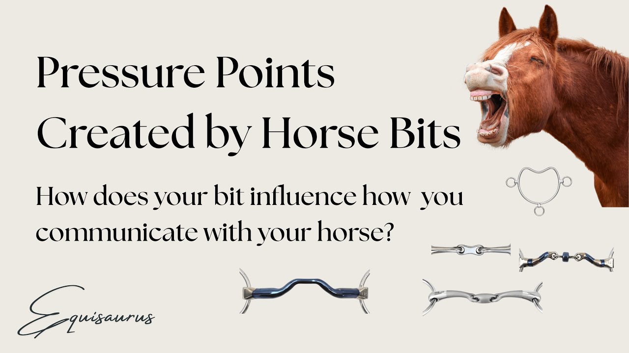 Where horse bits can create pressure