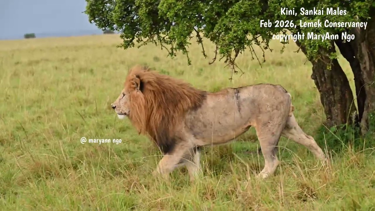 Kini of Sankai Males, injuries but fine! Feb2026, Maasai Mara lions, Mane, tanky boy, Lemek Pride