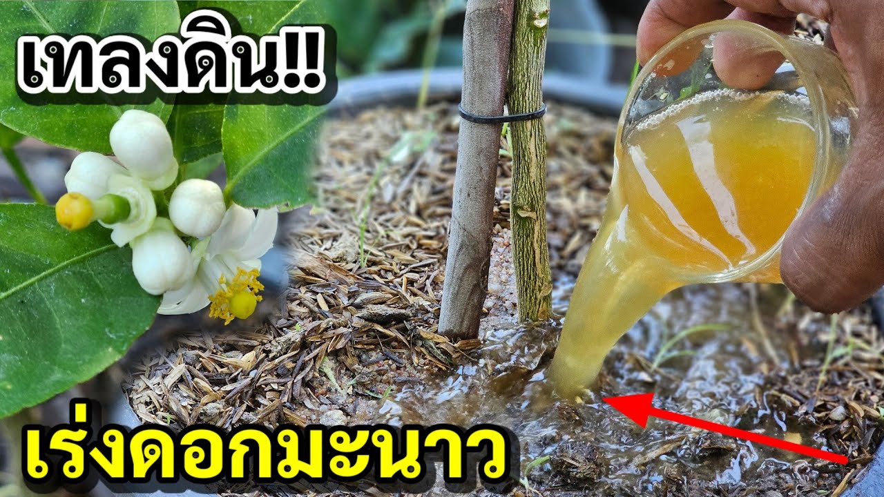 1 อาทิตย์ดอกเต็มต้น เร่งดอกมะนาวกิ่งตอนวิธีนี้เห็นผลไวที่สุด 