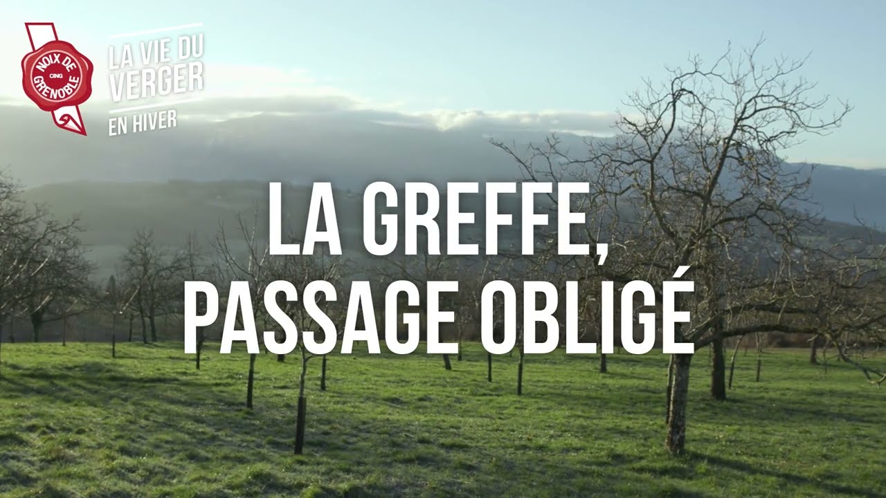 Noix de Grenoble - La vie du verger - La Greffe