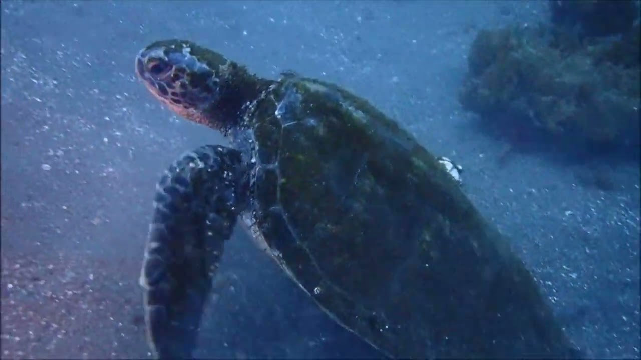 2026/02/11大瀬崎　どんな風にも強い大瀬崎。ここしか潜れなくて3連続になったけど見どころいっぱい！　群馬県伊勢崎市のダイビングショップ、スクール