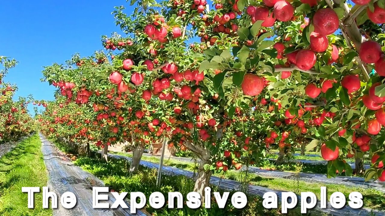 Esta es la manzana mas dulce,mas grande y mas cara de Washington/the MOST expensive APPLE