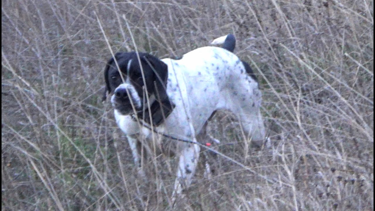 ASTRA ALIMARI σε άγριο ορτύκι, σε ηλικία 19 μηνών.