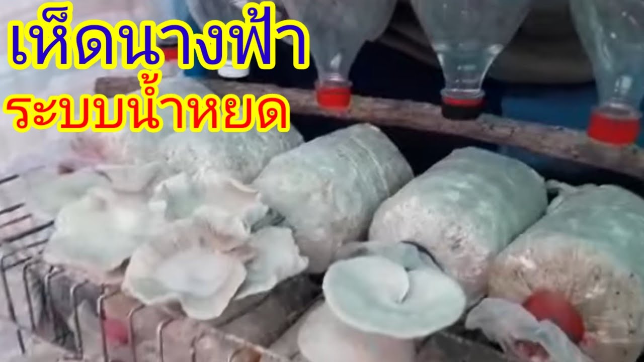 การเพาะเห็ดนางฟ้าระบบน้ำหยด ไว้กินเอง ง่ายๆ!!