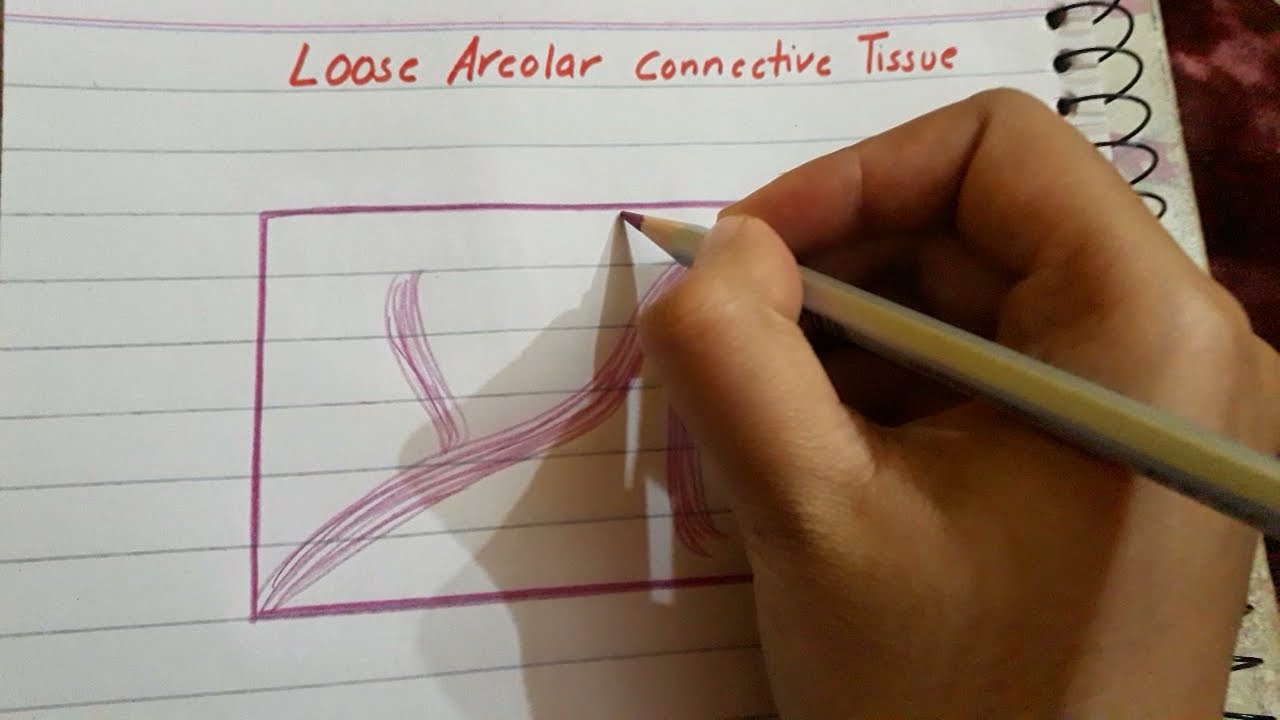 Loose Areolar connective tissue histology