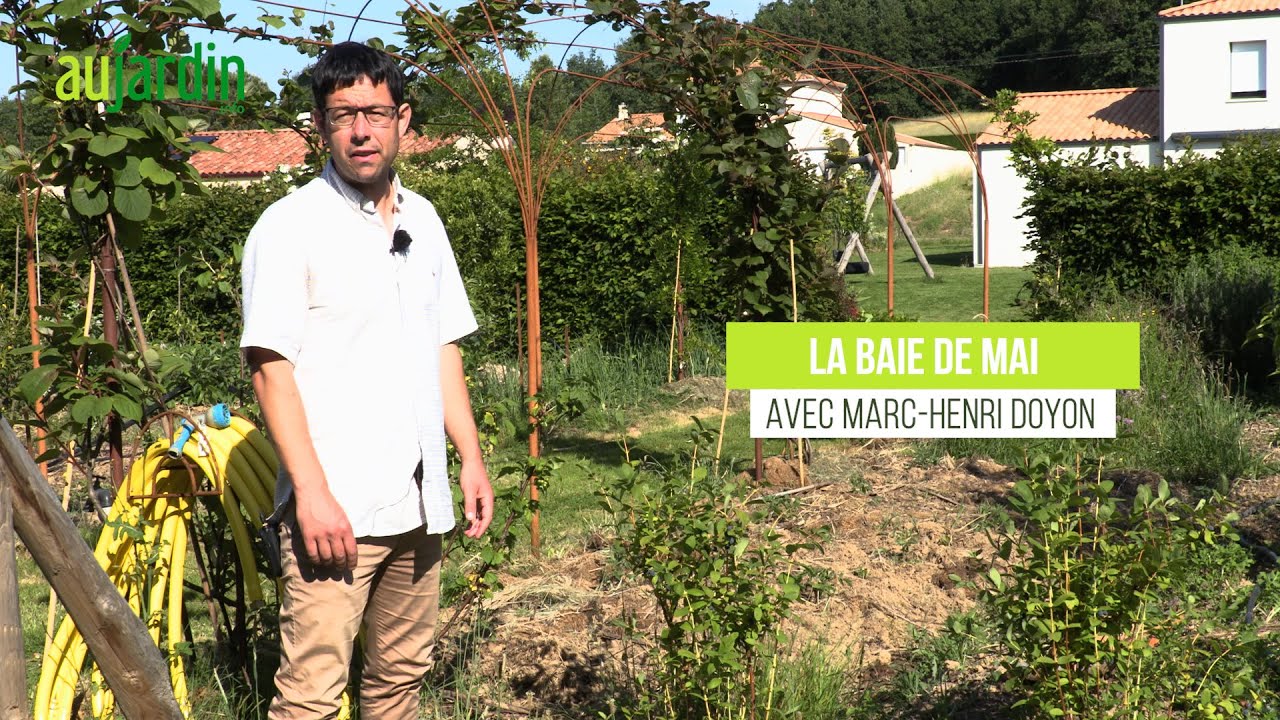 La BAIE DE MAI, un FRUITIER vraiment ORIGINAL 😃 CULTURE et RÉCOLTE