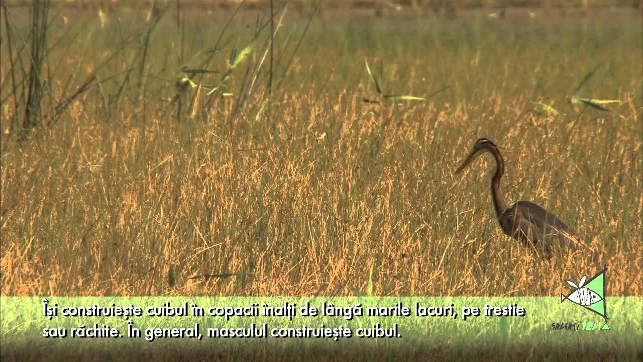 Starcul Purpuriu