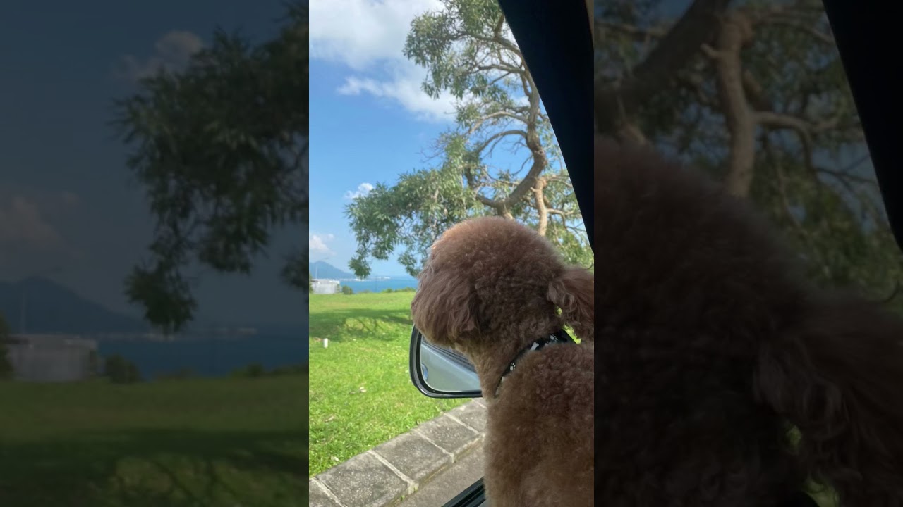 LOOKING 4 New PARTNER..Hihi#dogshorts #dog #cutedog #poodle