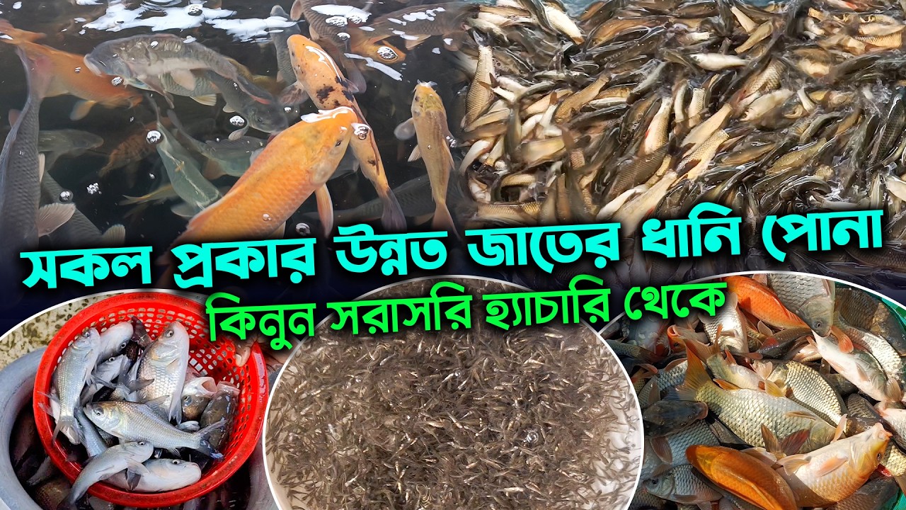সকল প্রকার উন্নত জাতের ধানি পোনা কিনুন সরাসরি হ্যাচারি থেকে | রবি মৎস্য খামার ২০২৬