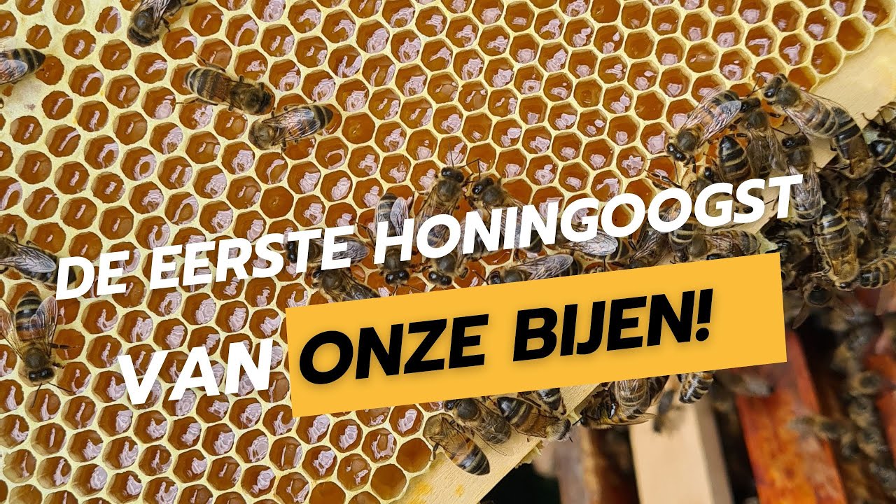 Pure honing uit eigen bijenkast 🍯Kijk mee met het slingeren van onze eerste voorjaarshoning!