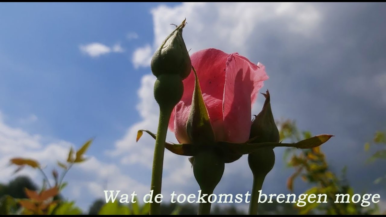 Wat de toekomst brengen moge