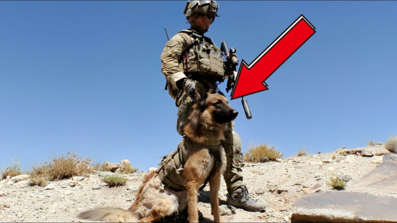 The Dog That Saved Australian Elite Soldiers