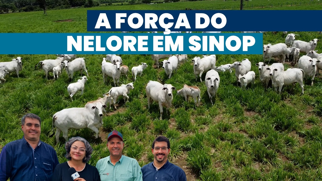 Conheça os pioneiros do Nelore de Sinop | Noticiário Tortuga