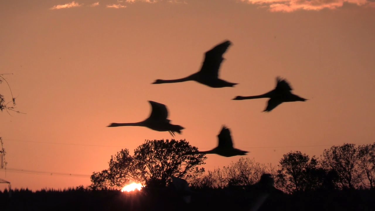 Undercastle Cottage guests made this video of woodland and river wildlife seen from the sun terrace