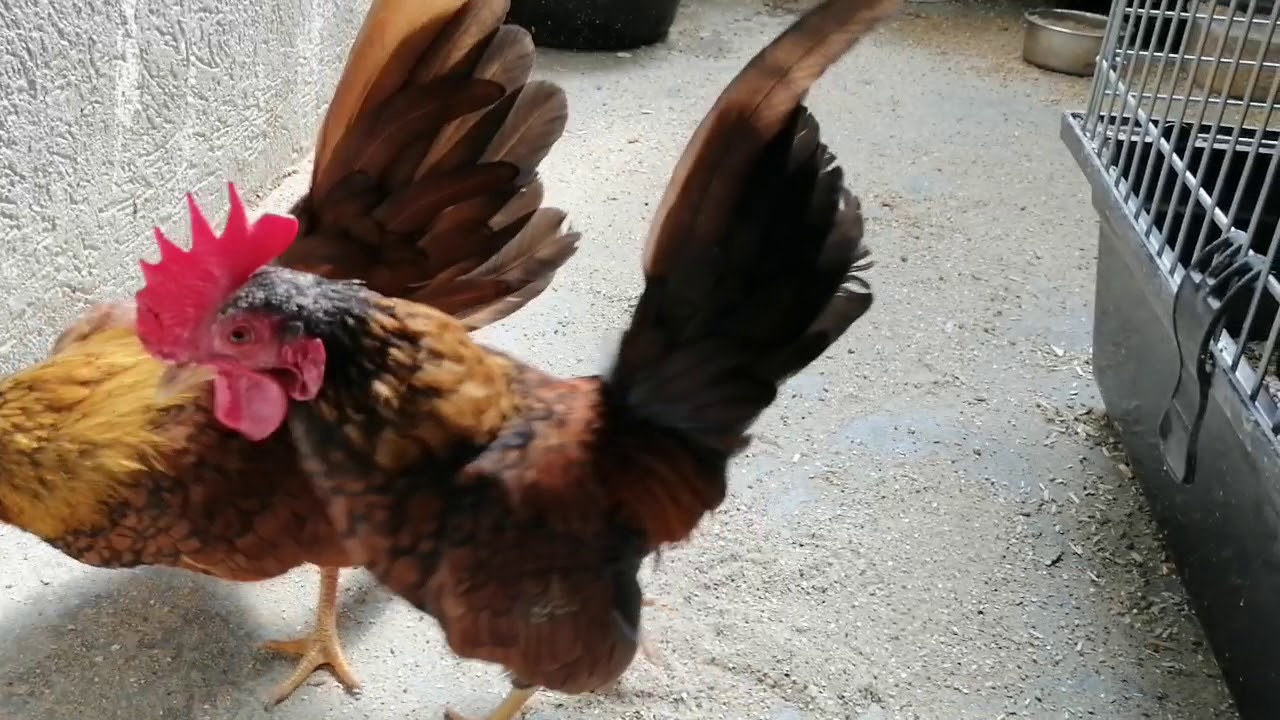 Malais serama