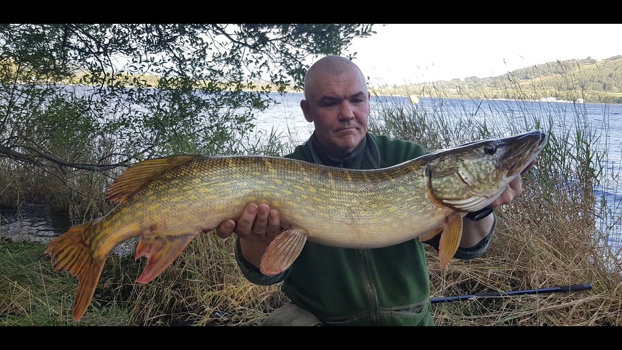 Wild Pike Camping - Bala, North Wales - Top Scoff, Karens & Esox Lucius