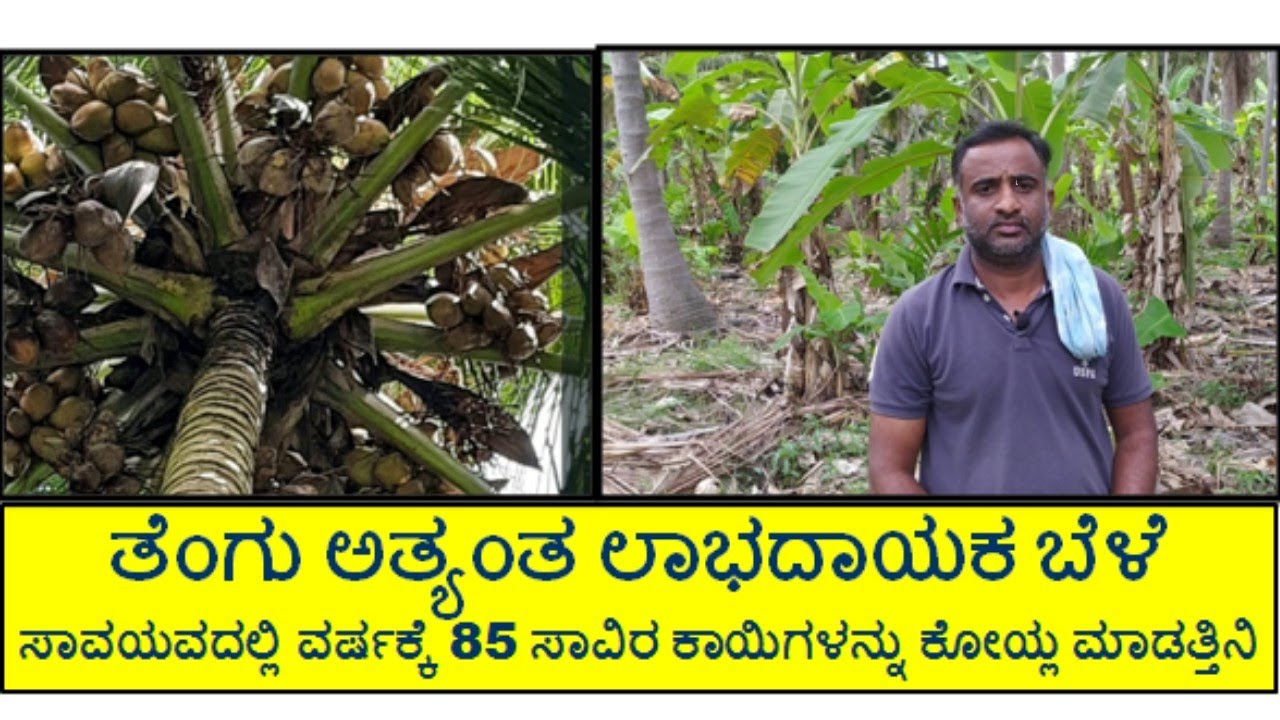 ಖರ್ಚು ಇಲ್ಲದೆ ವ್ಯವಸ್ಥಿತವಾಗಿ ನಿರ್ವಹಣೆ ಮಾಡಿ ತೆಂಗು (COCONUT ) ಬೆಳೆಯಲ್ಲಿ ಅತ್ಯಧಿಕ ಇಳುವರಿ ಪಡೆಯುತ್ತಿದ್ದೇನೆ