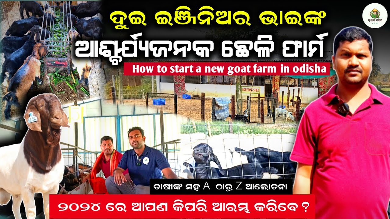 Goat farming in odisha[ ଛେଳି ଚାଷ ]Cheli chasa odisha|cheli chasa kemiti kariba||Cheli farm odisha