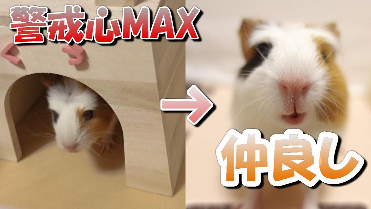 モルモットの「くう」が主に懐くまでの一か月！