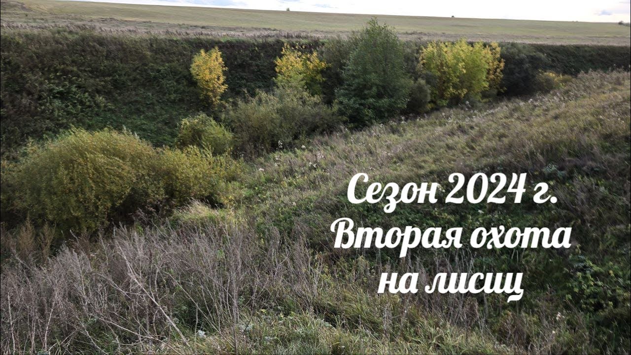 Счастье в охоте. 2024 г. Второй выезд охоты на лисиц.