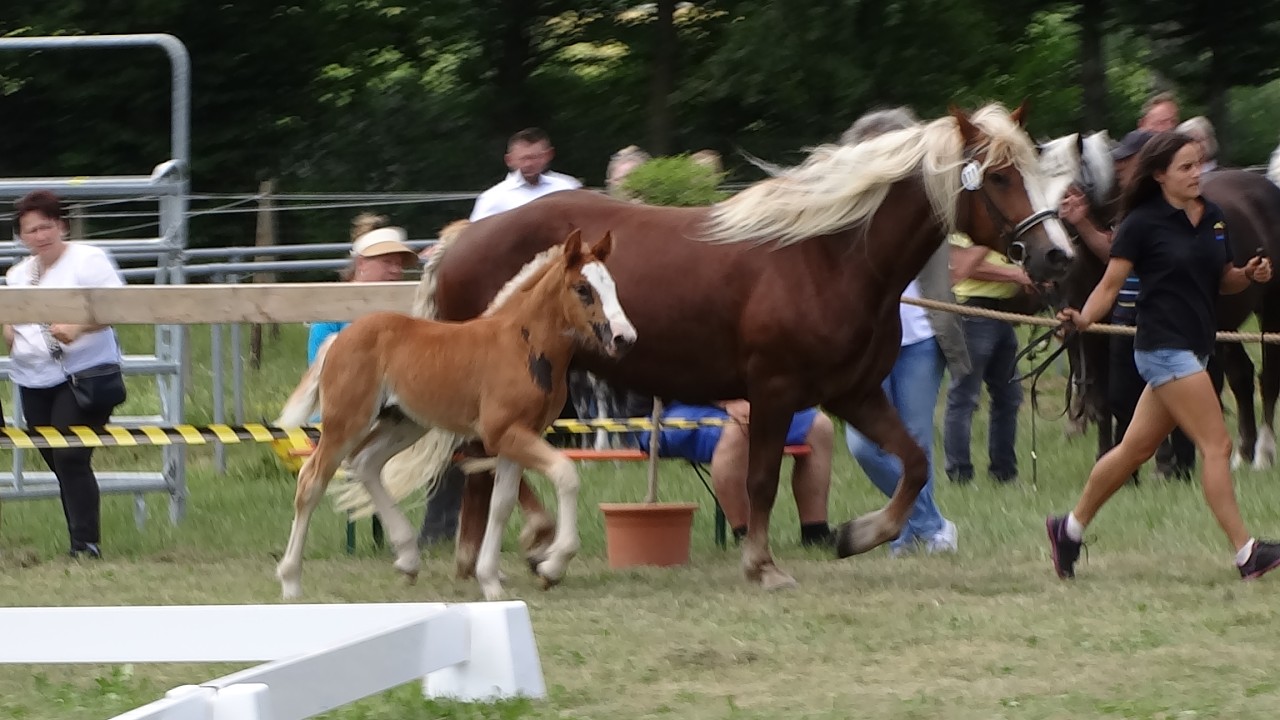 74. Loretta - SchwK Stute von Von Baden x Lara v. Weissenbach  - Fohlenschau Pfullendorf -24.06.2023