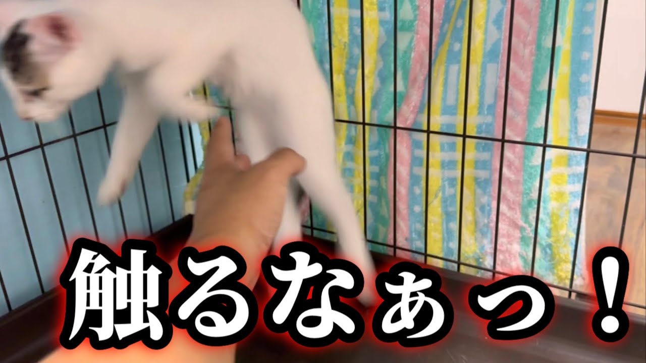 保護した子猫と距離を縮めようとしたらこうなりました