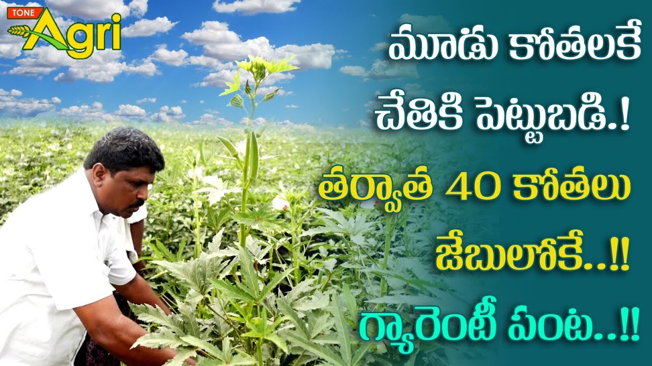 Benda Sagu, Ladies Finger Farming Tips | మూడు కోతలకే చేతికి పెట్టుబడి..! తర్వాత జేబులోకే.. Tone Agri