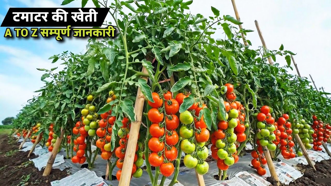 टमाटर की खेती | स्टेप by स्टेप जानकारी🌱Tamatar ki kheti kaise karen🍅tamato harvesting A to Z जानकारी