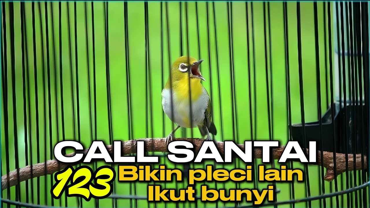 PANCINGAN PLECI CALL 1 2 4 BIKIN PLECI LAIN IKUT NYAUT & GACOR🔥
