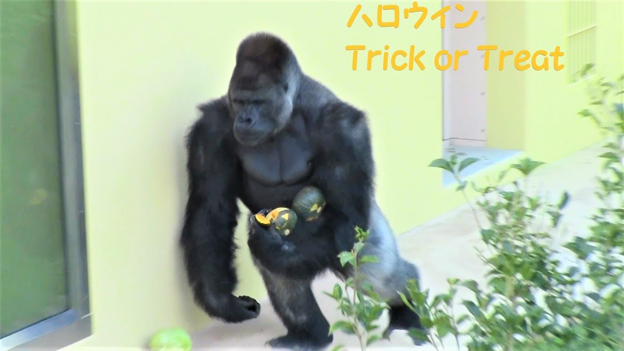 シャバーニ家族のハロウィン 371 Shabani Family  Halloween