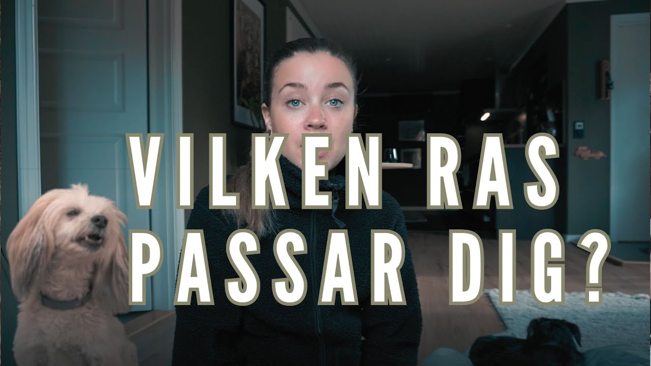 Så vet man vilken hundras man ska välja (del 1)