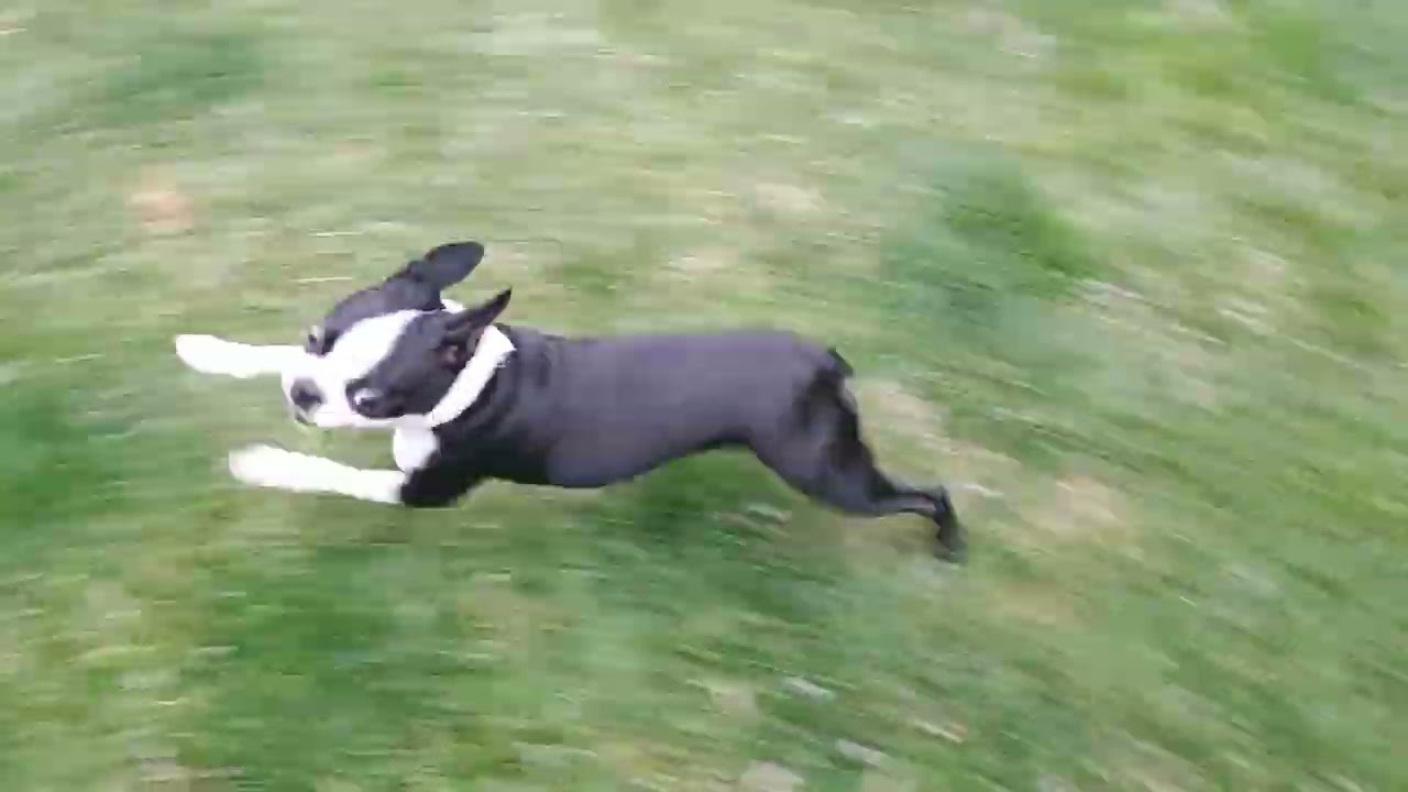 Boston Terrier Puppy Would Rather Play Than Potty