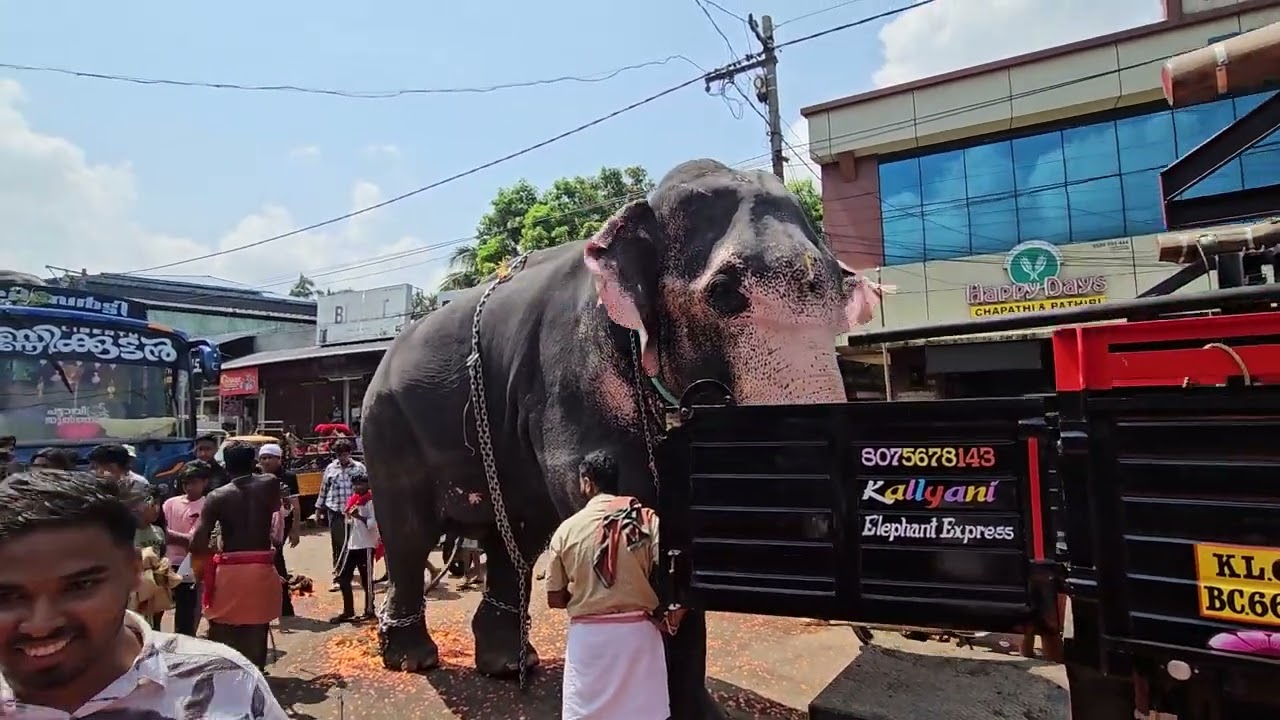 നാട് ഭരിക്കാൻ ഒറ്റക്കൊമ്പന്റെ വരവ് | Kattakampal Pooram | Ukkans Kunju | Kerala Temple Festival