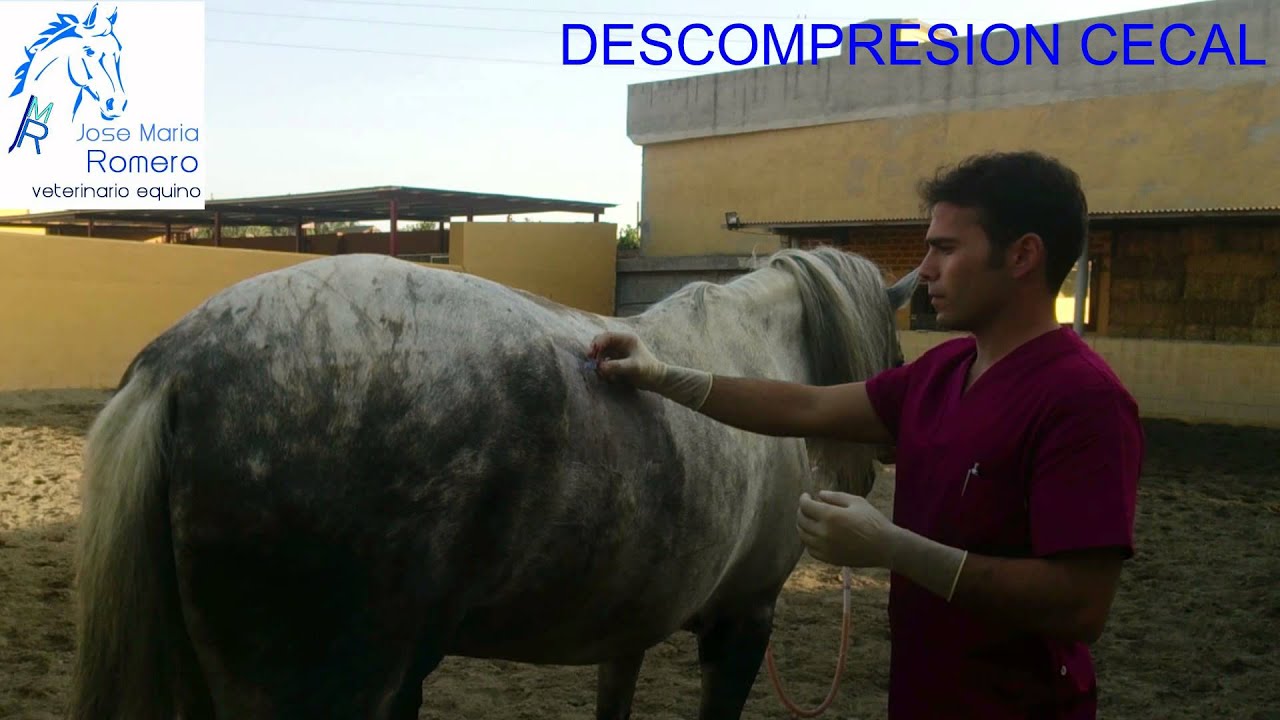 Cólico en un caballo, descompresión cecal.