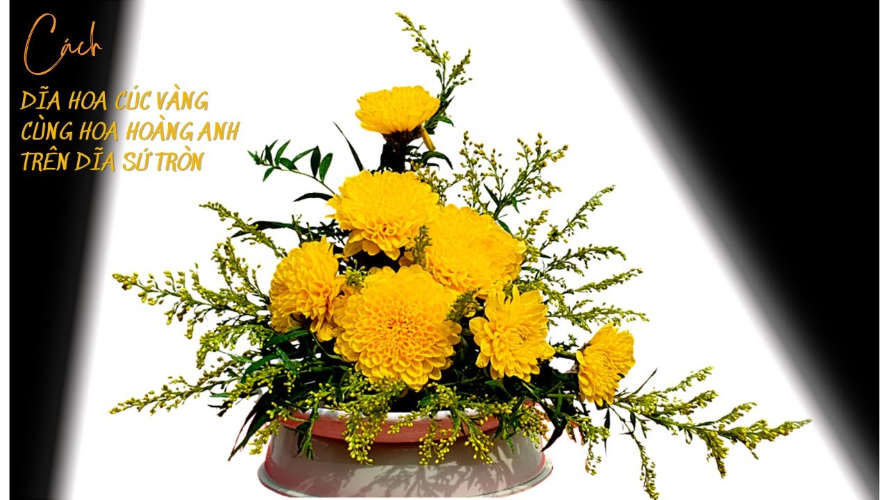 Hoa Cúc Vàng #2: Cắm Hoa Cúc Vàng & Hoa Hoàng Anh Trên Dĩa Sứ Tròn