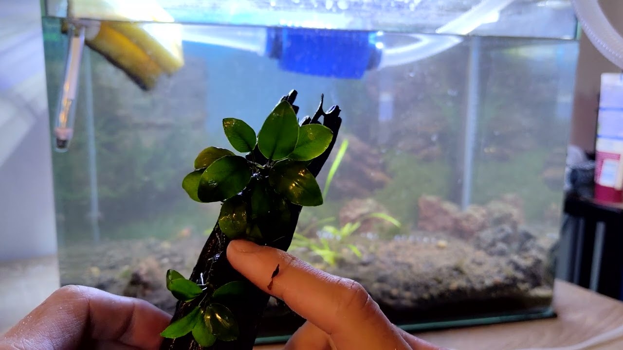 Jak upevnit akvarijní rostlinku na dekoraci v akváriu pomocí vlasce (Akvaristika pro začátečníky)