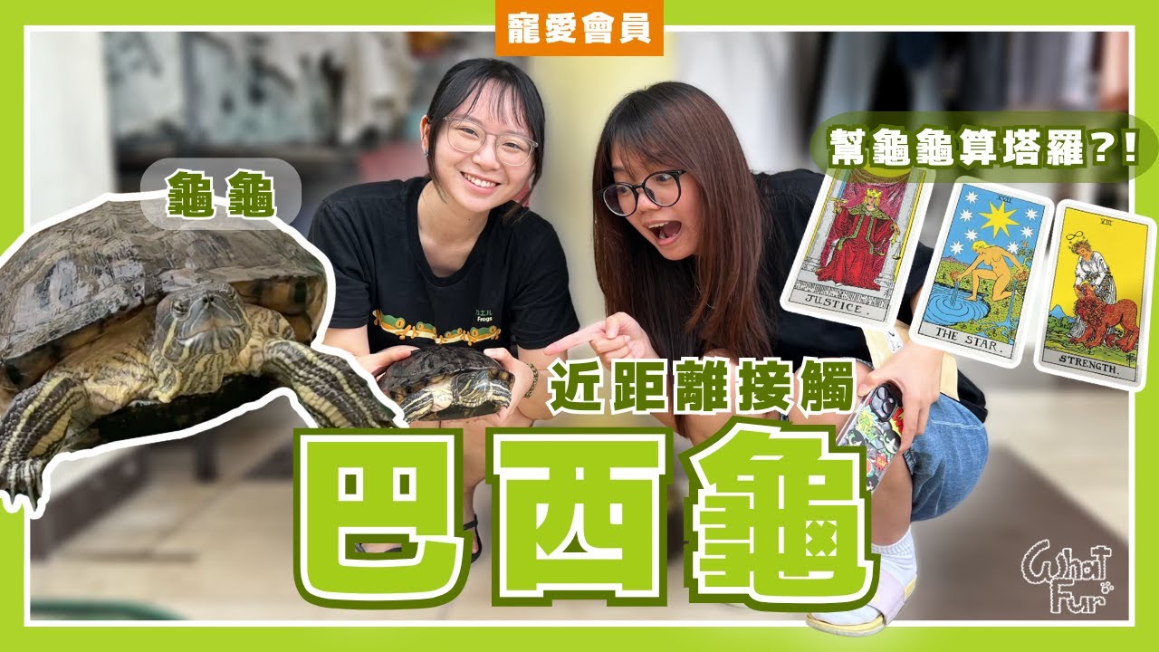 近距離接觸巴西龜！竟然被烏龜的鼻孔深深吸引... 這種萌點你能懂嗎？【寵愛會員EP.19】｜WhatFur什麼毛