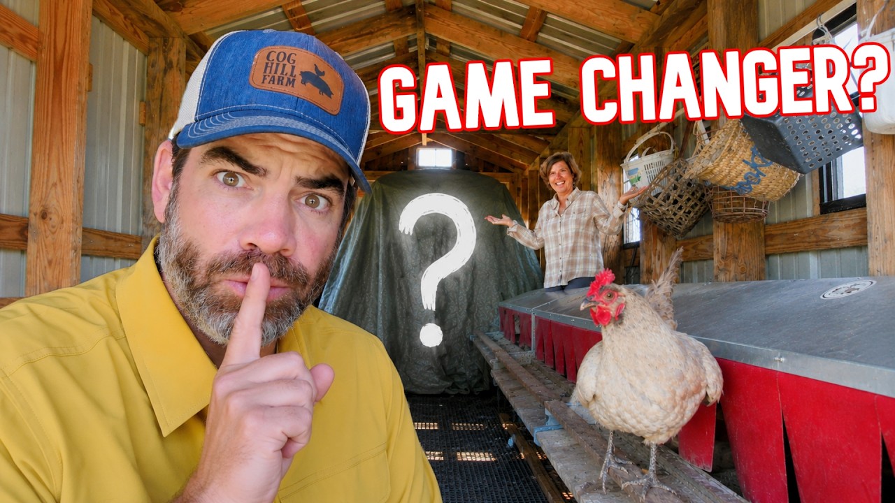 Something Amazing Showed Up Today, And It Could Change Our Chickens Forever