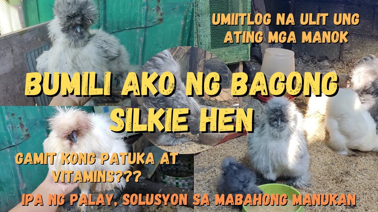 Ano nga ba ung gamit kong patuka ngayon para sa mga alaga kong silkie chicken? | Coop Update