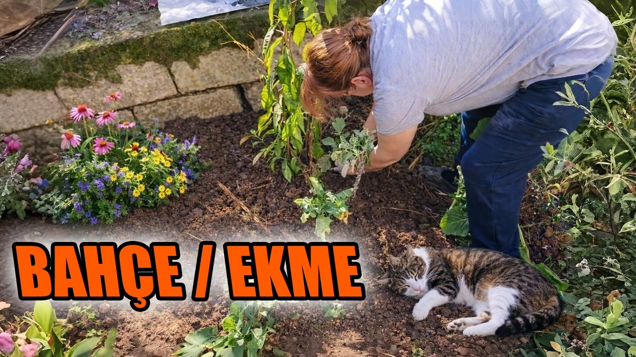 BAHÇEME KUMKUAT/KAMKAT EKİYORUM!! - BAHÇE İŞLERİ