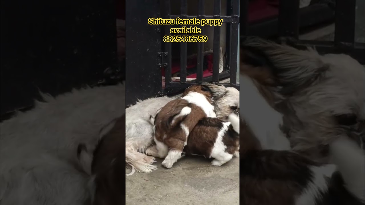 💥Top quality heavy size shih tzu 2 female puppy available 