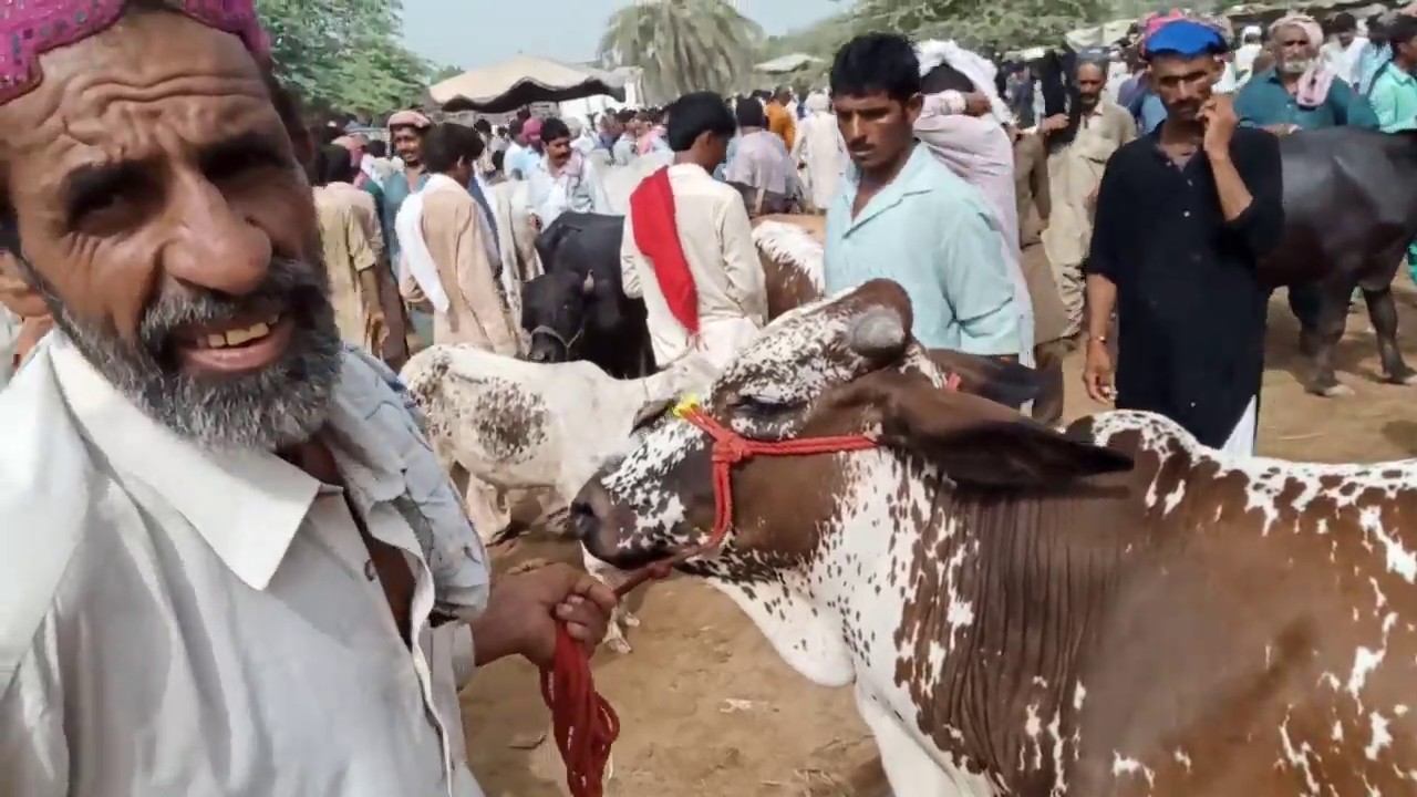cow bull latest rates update 2019 halani mandi | bakra eid 2019 | knowledge tube