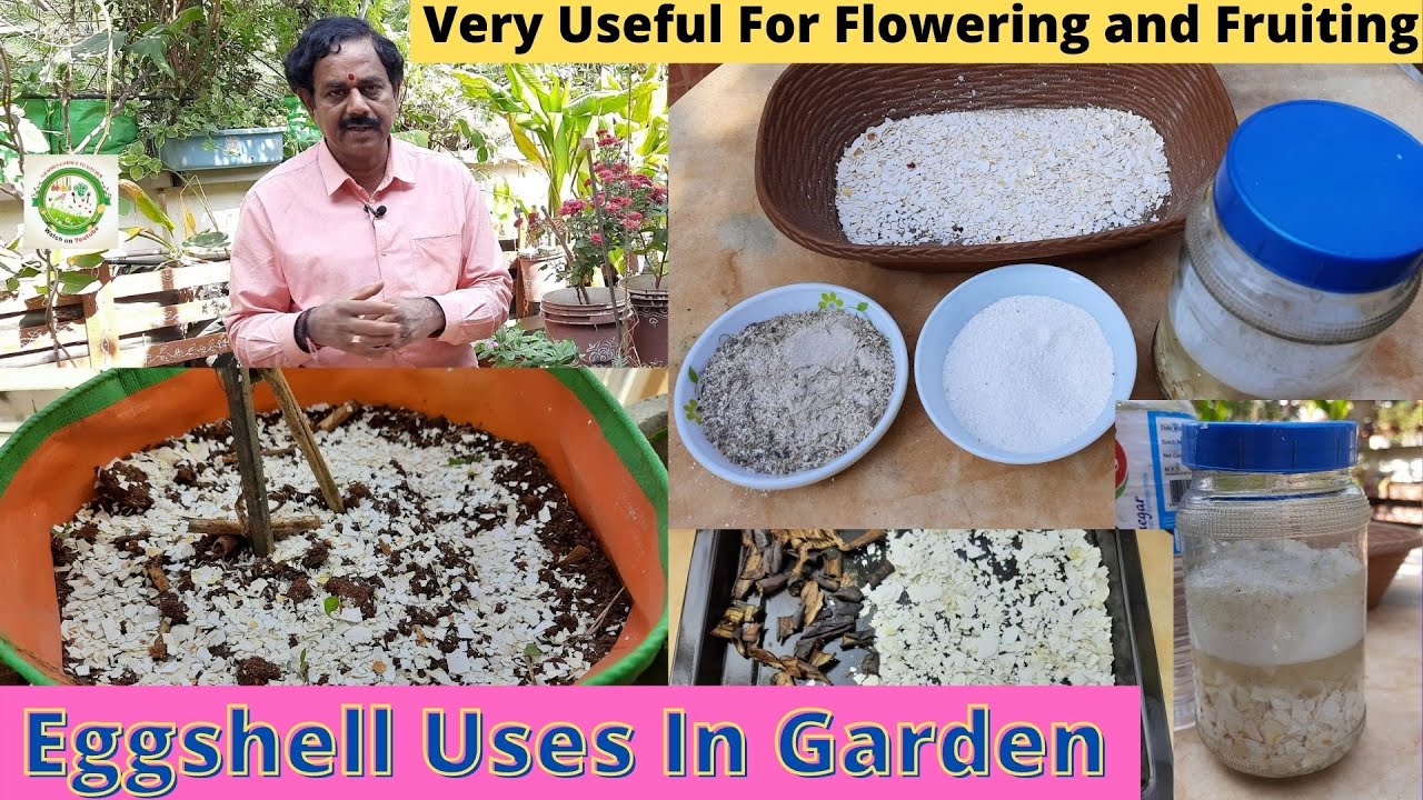 How to Use Egg shells, Banana Peels in the Garden | గుడ్డు పెంకులు మొక్కలకు ఎలా వాడాలి?
