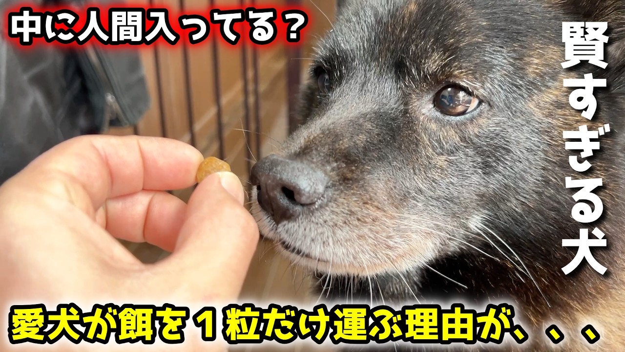 【衝撃】甲斐犬がエサを一粒だけ運ぶ理由が賢すぎてビックリしました笑