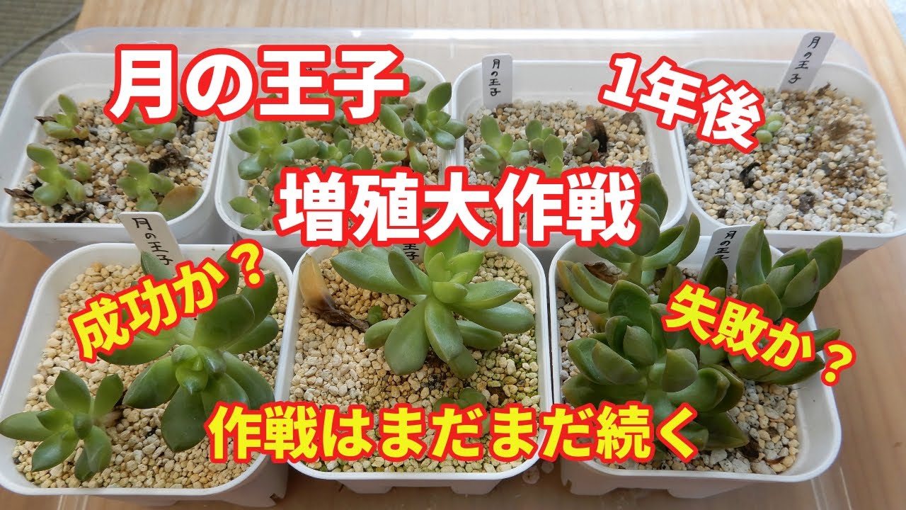 [多肉植物Ⅴlog181]月の王子、増殖大作戦1年が経過しました😊様子をご覧ください😅これは、成功か失敗か？