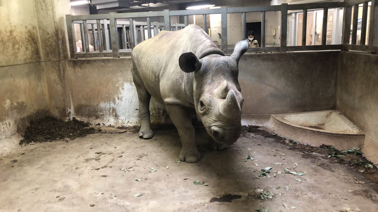 【天王寺動物園】飼育の日特別ライブ配信　サイ舎のモーニングルーティン